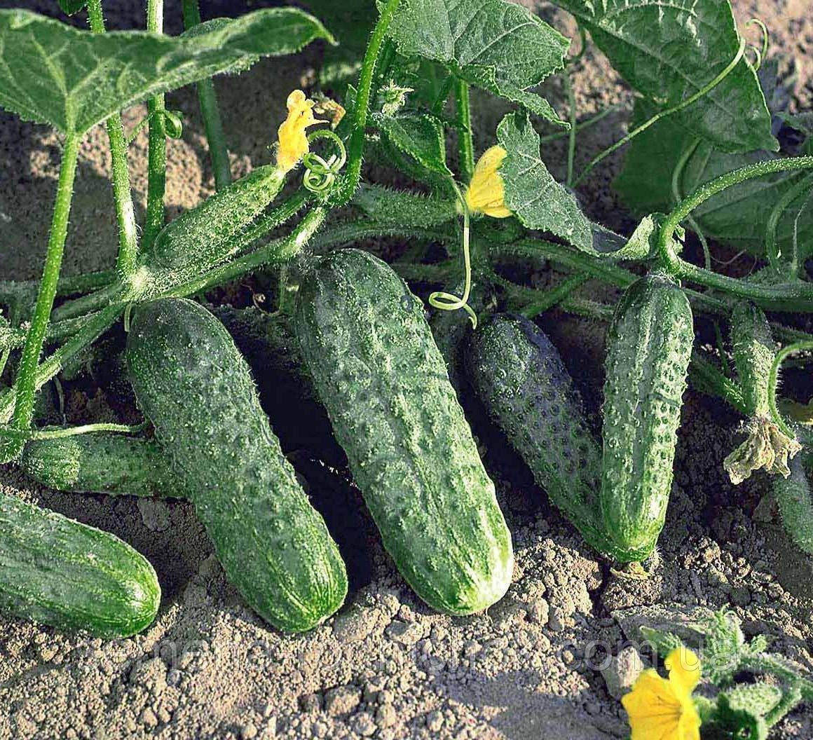 Cucumber seeds set №5 Titus F1 SW891, Julian F1 SW958, Polonez F1 SW969 - SW1018