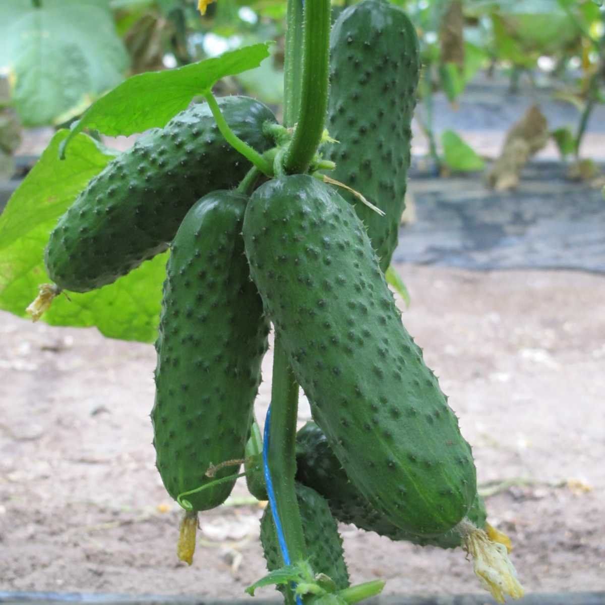 Cucumber seeds set №5 Titus F1 SW891, Julian F1 SW958, Polonez F1 SW969 - SW1018