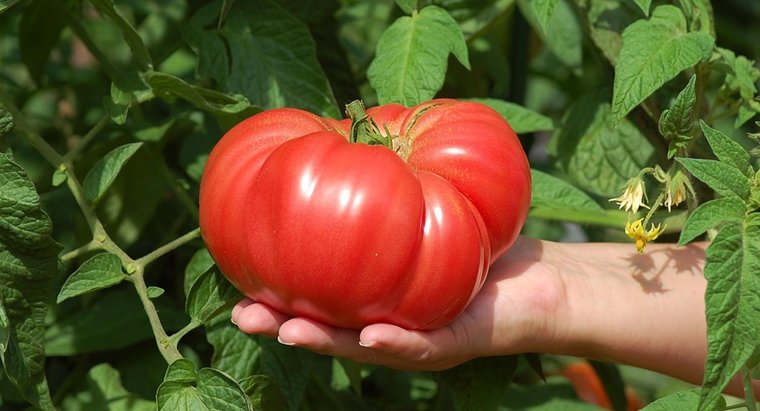 Tomato seeds set №5 Gargamel SW870, Monomakh Hat SW869, Shar Pei SW871, Triumph SW906 - SW1023