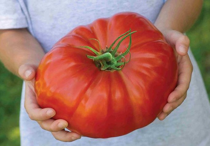 Tomato seeds set №4 King of Giant SW414, Rio Fuego SW817, Banzai SW867, Blevo SW868 - SW1022