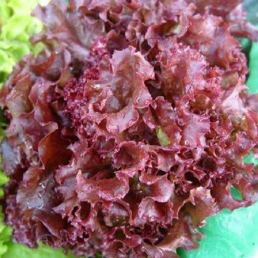 Salad Apache leaf seeds, 1000 Salad Apache seeds,organic heirloom SW925