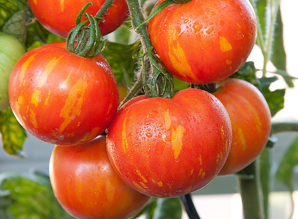 Tomato seeds set №1 White Zebra SW80, Black Moor SW118, Amur tiger SW125, Pink Giant SW161 - SW1019