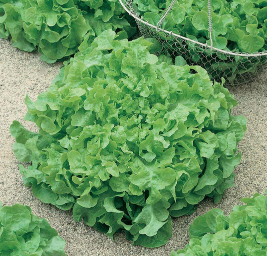 Salad Jazz seeds, 1000 Salad Jazz seeds,organic heirloom SW900