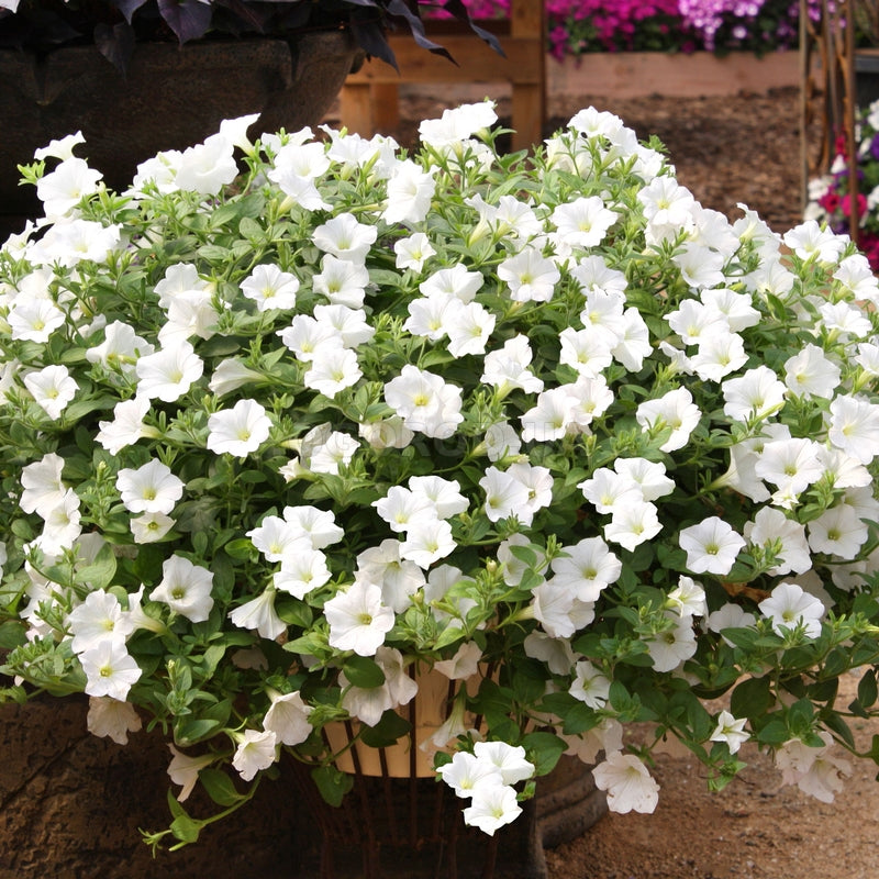 Petunia seeds, 2500 Petunia Snow Globe.seeds, Organic heirloom SW752