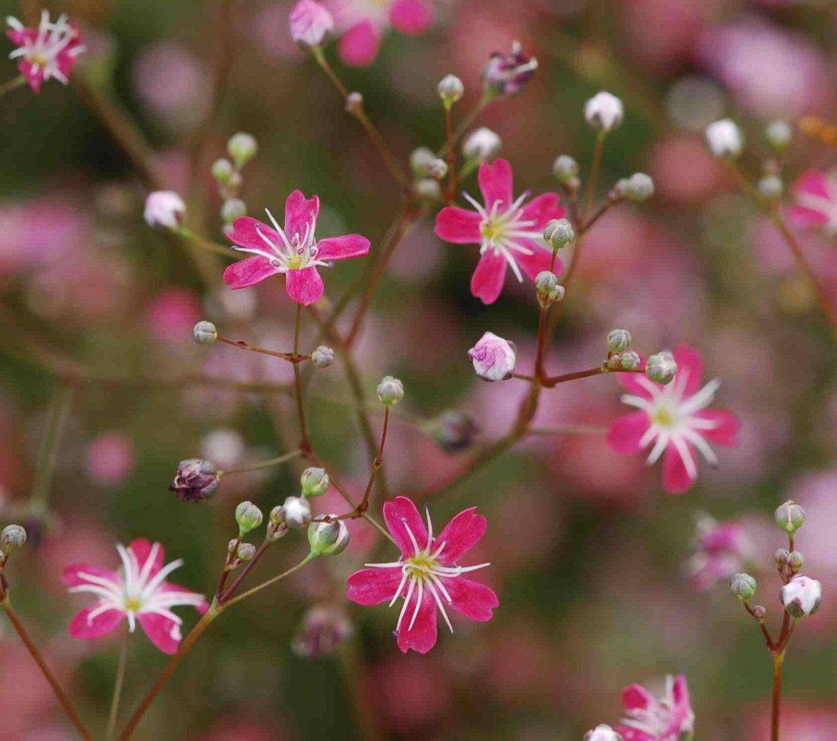 Gypsophila seeds Red, 3000 gypsophila seeds, Organic heirloom SW799