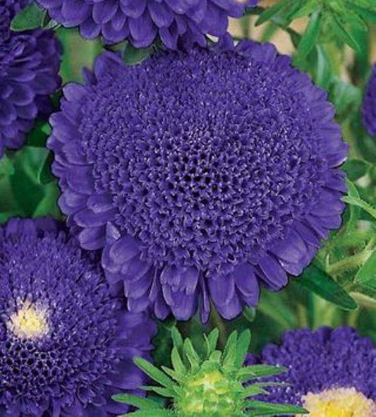 Aster seeds Starfish, 0.3g Aster seeds, Organic heirloom SW666-#342