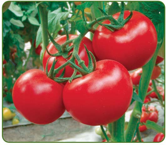 Tomato seeds set №4 King of Giant SW414, Rio Fuego SW817, Banzai SW867, Blevo SW868 - SW1022