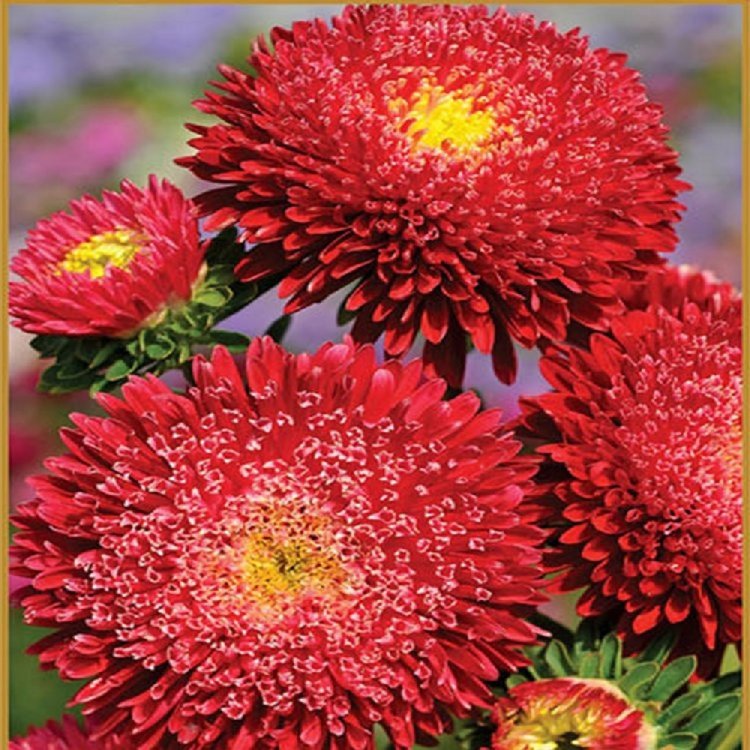 Aster seeds Super Princess, 0.3g Aster seeds, Organic heirloom SW289-#98