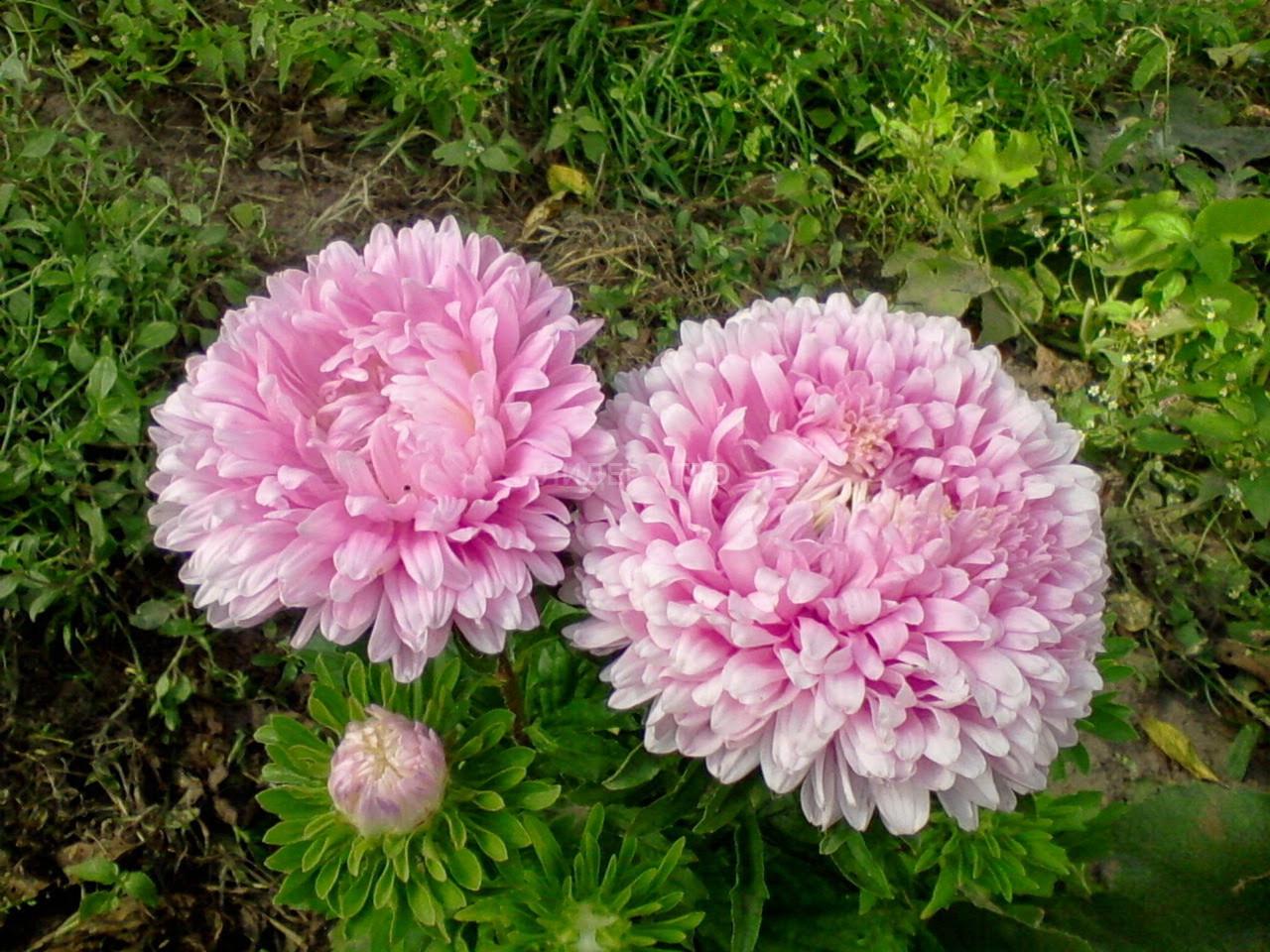 Aster seeds Rose Turm, 0.3g Aster seeds, Organic heirloom SW287-#96