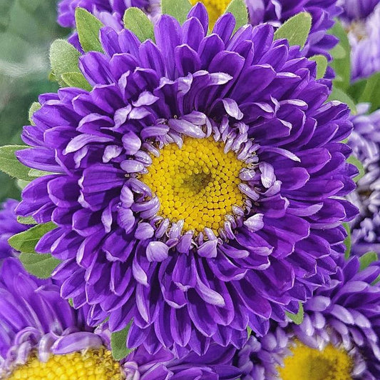 Aster seeds Pompon SAPPHIRE, 0,25g Aster seeds, Organic heirloom SW453