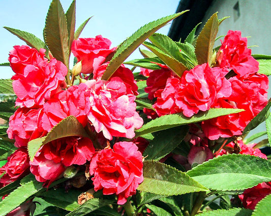 Balsam seeds, 500 Balsam Mix Camellia, organic seeds SW34