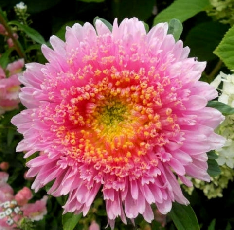 Aster seeds Shanghai Rose, 0.3g Aster seeds, Organic heirloom SW290-#99