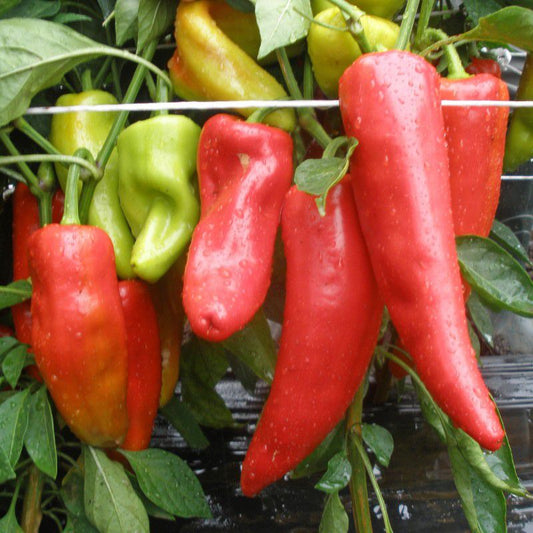 Pepper Seeds, 0,25g Peppers for Grill seeds, organic pepper seeds SW509