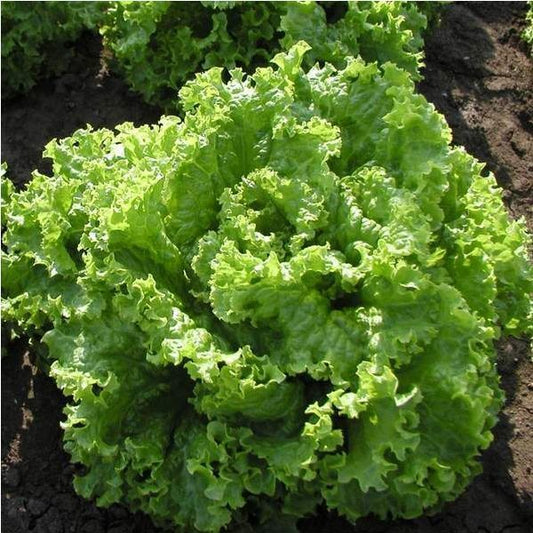 Salad Leaf AUSTRALIAN, 1000 salad seeds,organic heirloom SW432