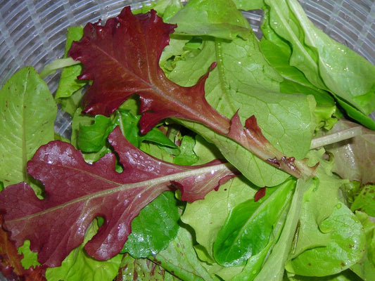 Salad Leaf Coral Red Oakleaf seeds, 0,5g Salad seeds,organic heirloom SW433