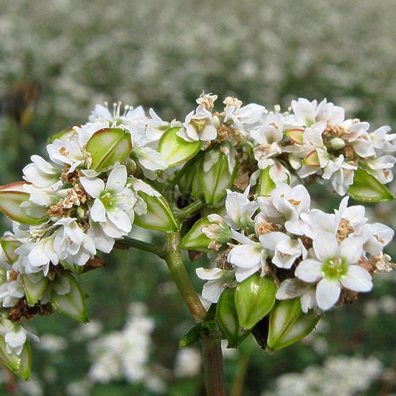 Fagopyrum seeds,buckwheat, 100 Fagopyrum Esculentum seeds, organic SW56