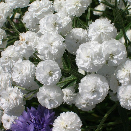 Gypsophila seeds White, 3000 gypsophila seeds, Organic heirloom SW24