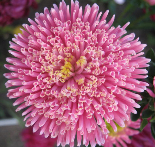 Aster seeds Princess ANITA, Aster Pink, 0,25 g Organic heirloom SW449