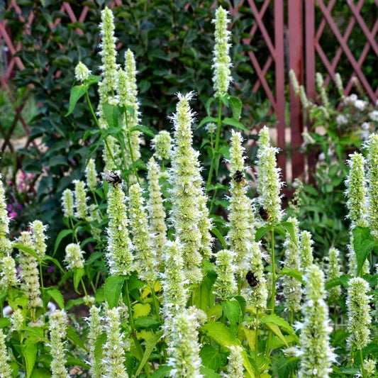 Agastache Liquorice blue SW35 (Copy)