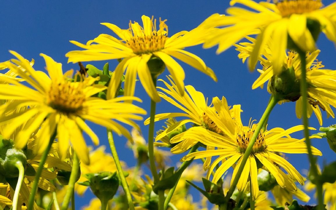 Silphium seeds, 100 SILPHIUM PERFOLIATUM L.seeds, Organic heirloom SW144