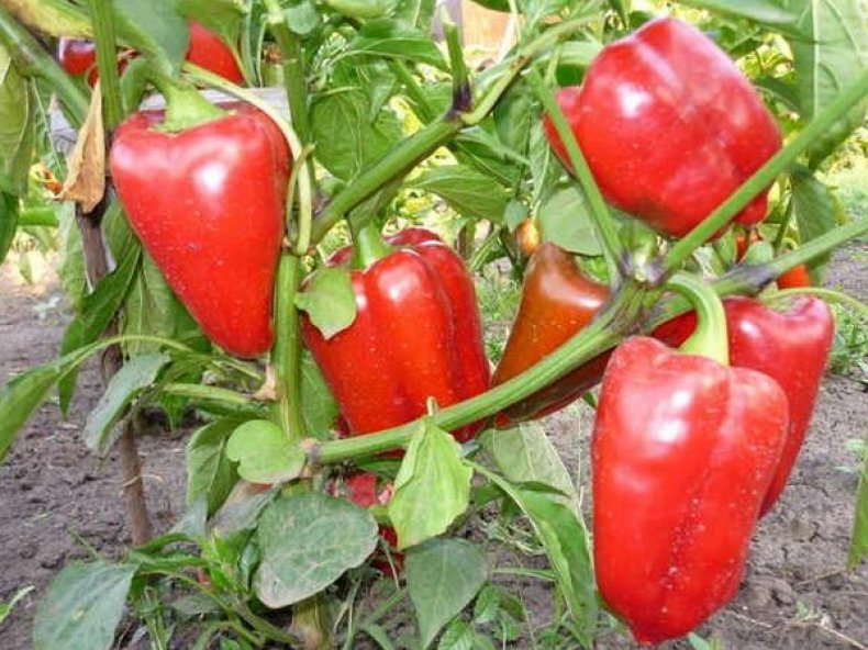 Pepper seeds, 50 Sweet pepper Anastasia, organic pepper seeds SW585