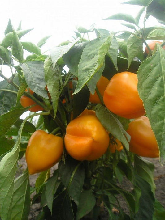 Pepper seeds, 250 GOLDEN PHAZAN sweet pepper, organic pepper seeds SW1047