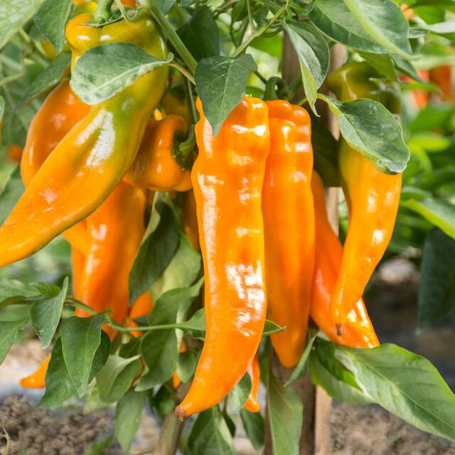 Pepper seeds, 250 Pepper СARPATHIA, organic pepper seeds SW1050