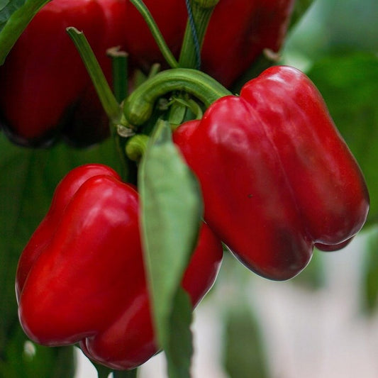 Pepper seeds, 250 Pepper KING ARTHUR F1, organic pepper seeds SW1052