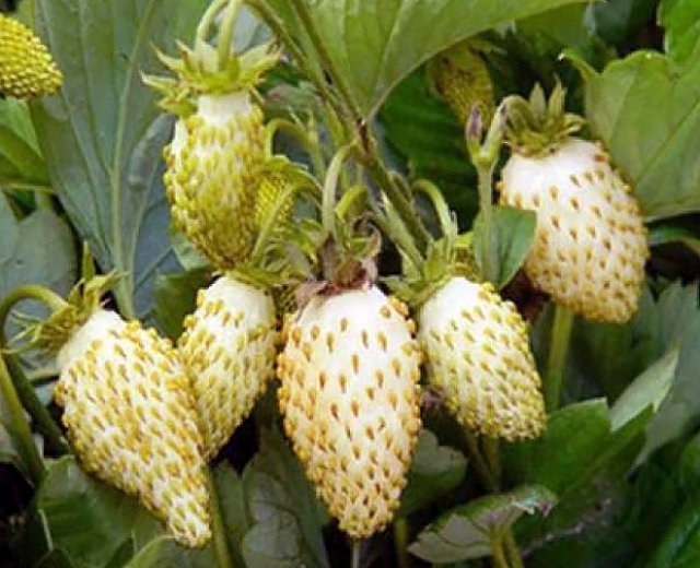 Strawberry seeds, 0,01g Strawberry repaired Snow White seeds, organic seeds SW1010