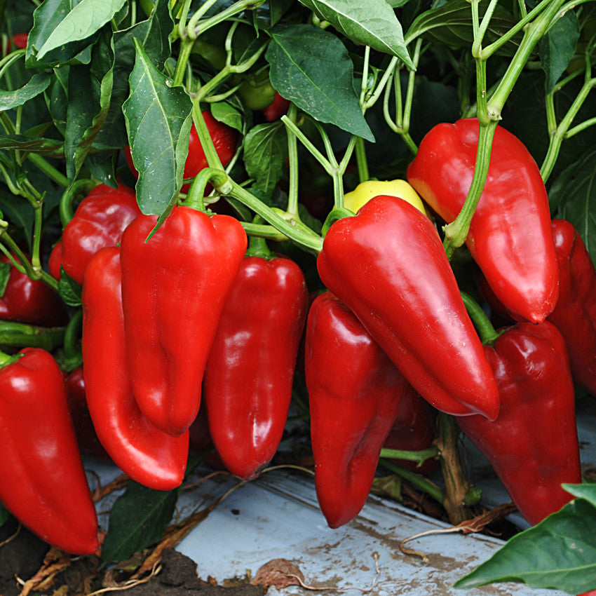 Pepper seeds, 250 Pepper FRANCIUS, organic pepper seeds SW1051