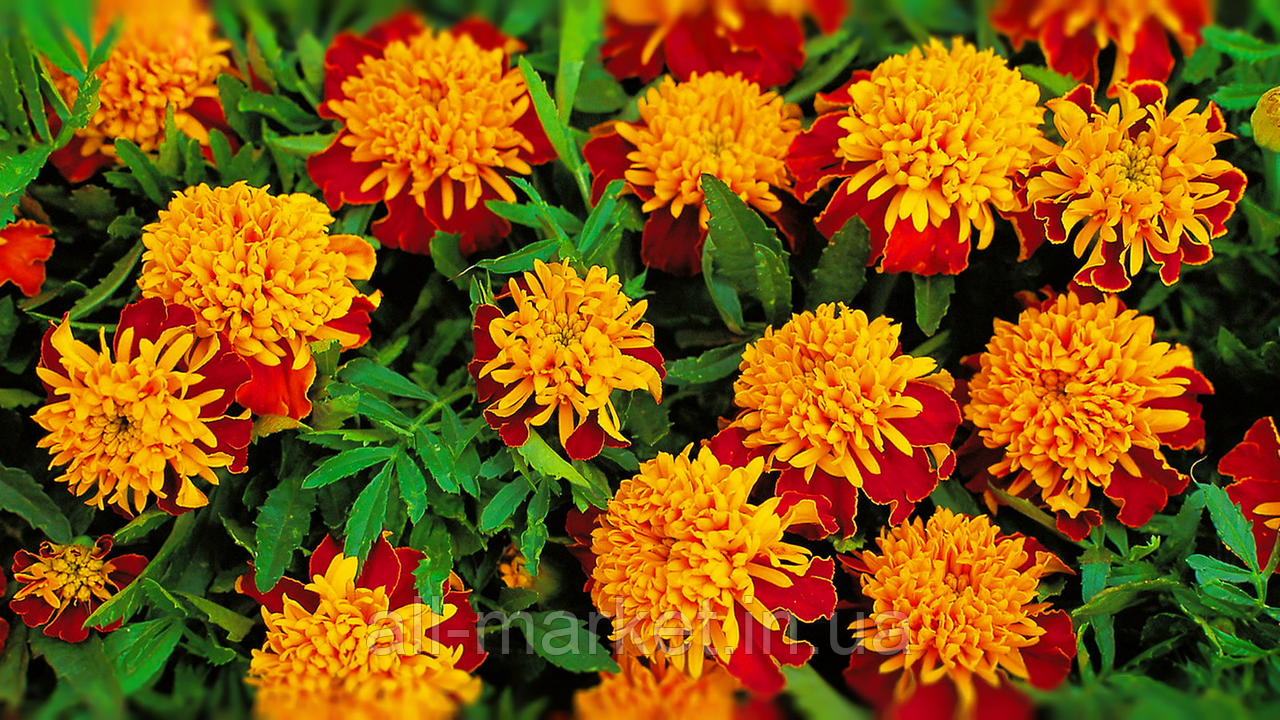 Marigolds Tiger Eye seeds, organic seeds SW962