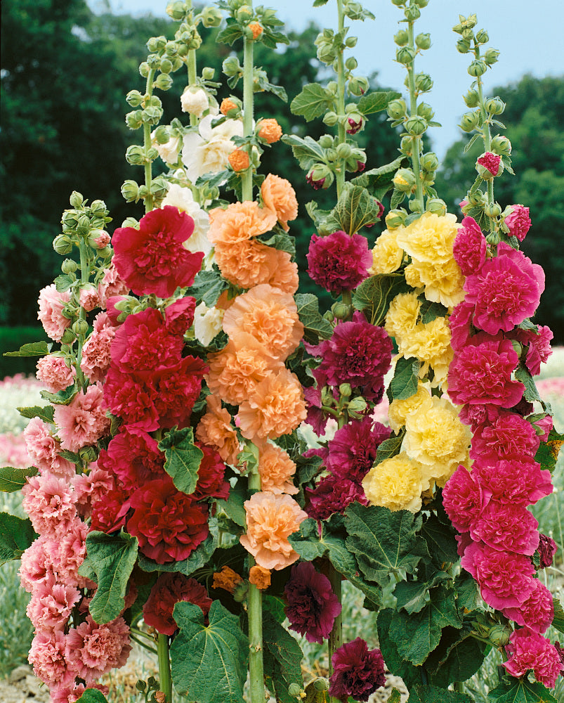 Malva seeds, 1000 seeds Malva Spring mix, Terry hollyhock SW197