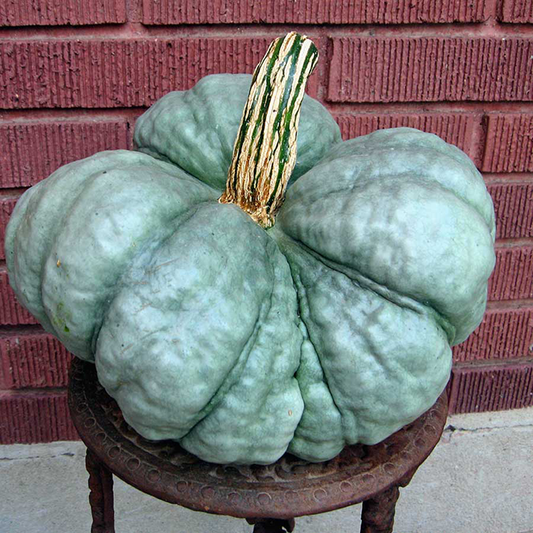 Pumpkin Triumble seeds, organic seeds  SW883