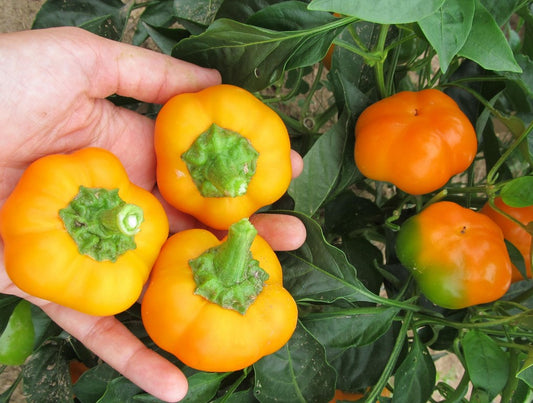 Pepper Ratunda seeds, 1000 Sweet pepper Ratunda Yellow pepper SW947