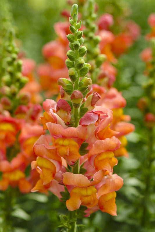 Snapdragon Fire Orange, Antirrhinum organic seeds SW876