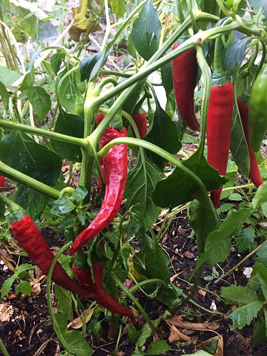 Pepper Hot CAYENNE seeds SW884