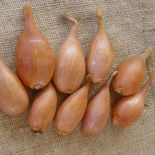 Onion seeds, onion Lubchik SW960