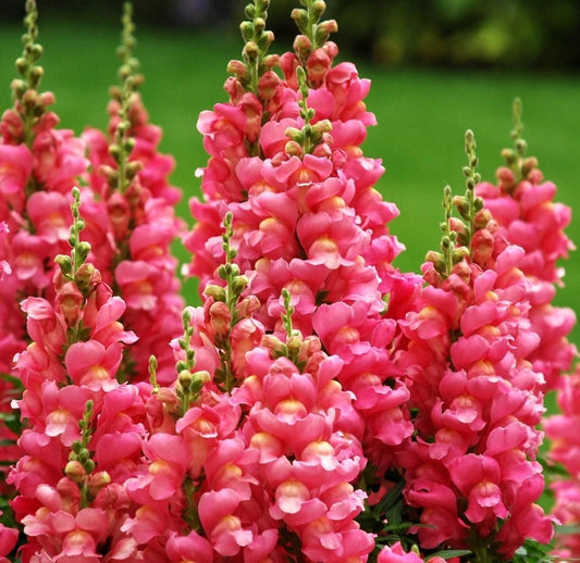 Snapdragon Tall PINK, Antirrhinum organic seeds SW875