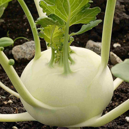 Cabbage Kohlrabi White seeds SW882