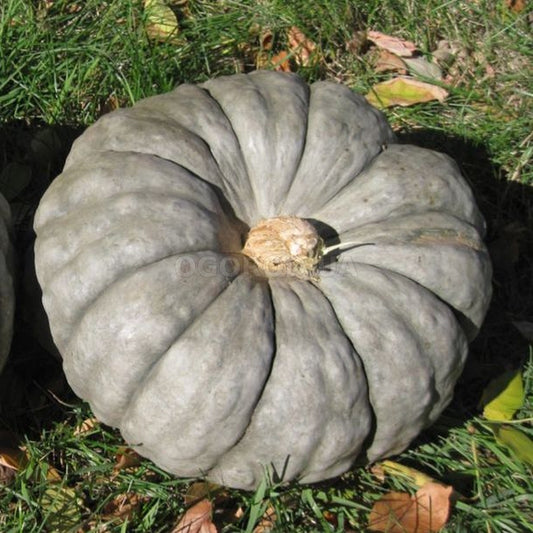 Pumpkin seeds gray ribbed Pumpkin Glory, organic seeds SW770