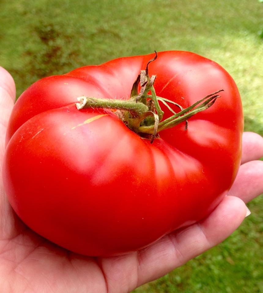 Tomato seeds Millionaire SW912