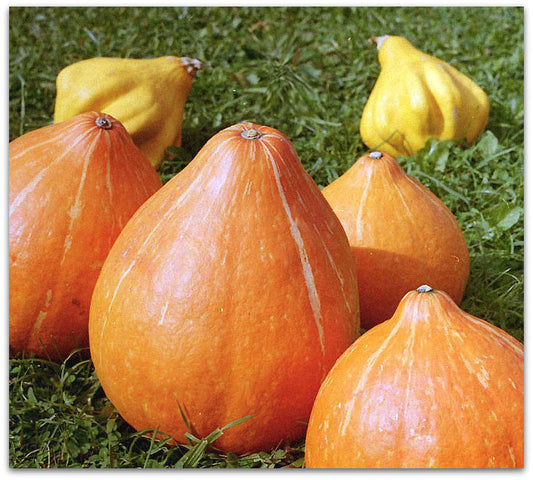 Pumpkin seeds Rossiyanka, organic seeds SW809