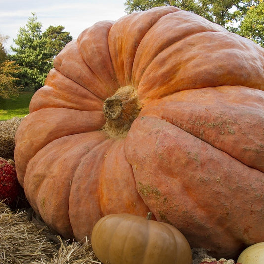 Pumpkin Atlantic Giant seeds, organic seeds  SW810