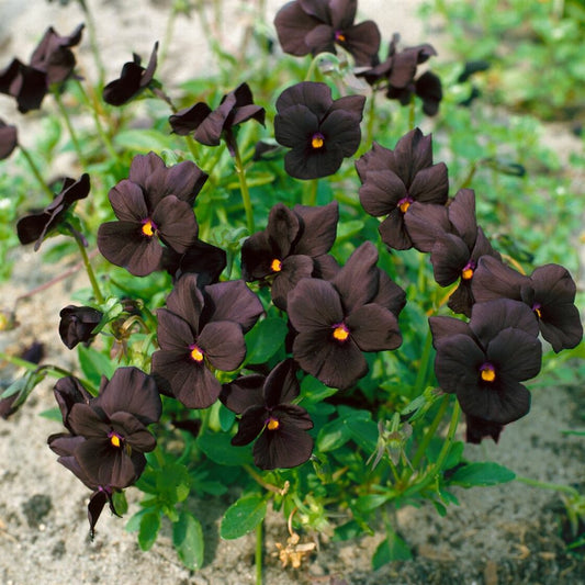 Viola seeds, Viola black Crystal SW834