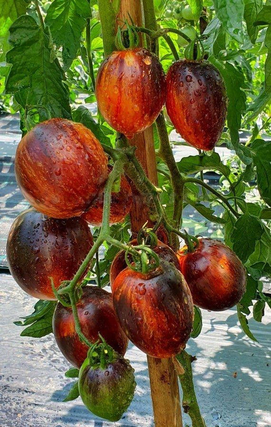 Tomato seeds Gargamel SW870