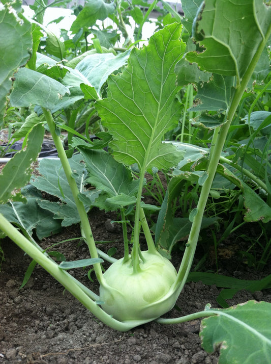 Cabbage Kohlrabi Gigant seeds SW881