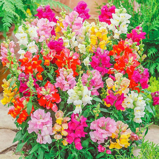 Snapdragon seeds undersized mix, Antirrhinum organic seeds SW872