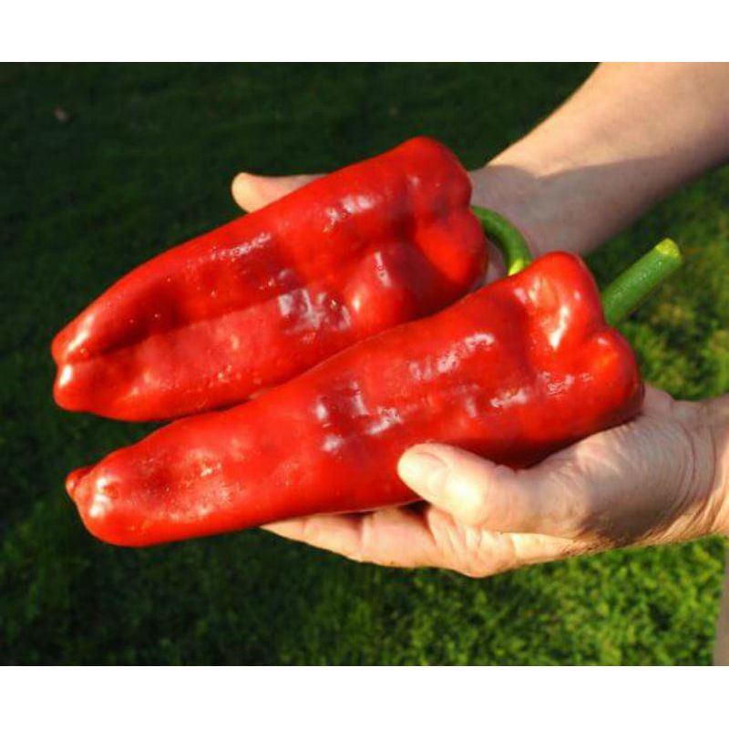 Pepper seeds Marconi Red, sweet pepper SW373