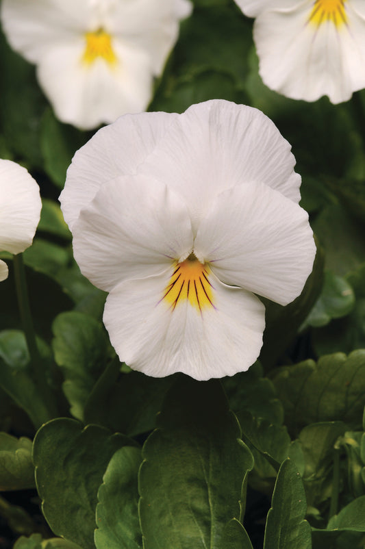 Viola seeds, white viola Bride SW833