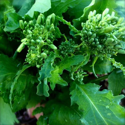 Cabbage Broccoli seeds for microgreens, 1000 San Marzano Broccoli cabbage SW879